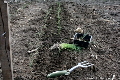 planting leeks