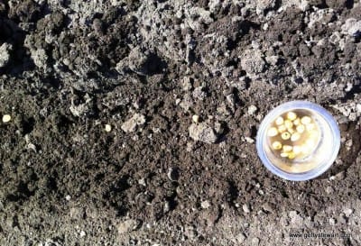 seeding corn