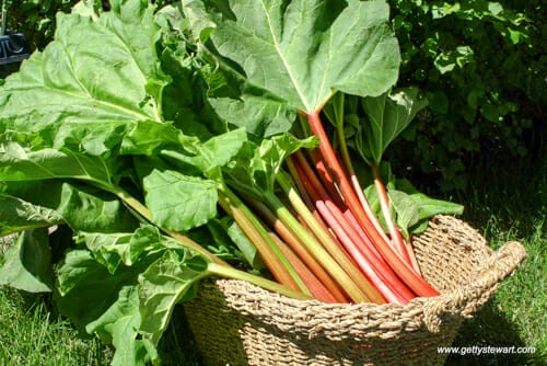 basket of rhubarb with leaves