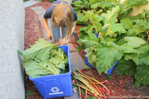 chopping leaves off rhubarb for Rhubarb FAQs