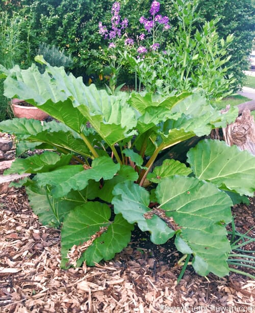 How to Get Rid of Wild Rhubarb  