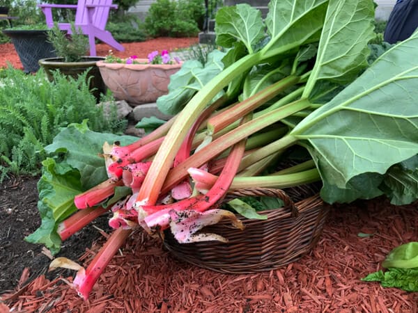 when do you harvest rhubarb