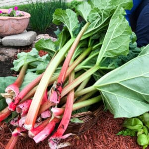 How and When to Harvest Rhubarb