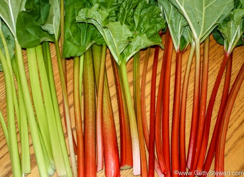 can you get rhubarb in december