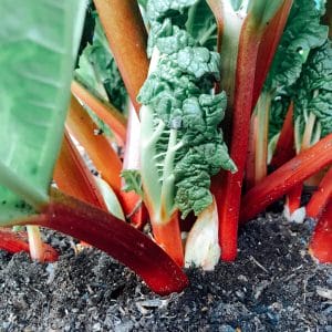9 Rhubarb FAQs You Need to Know