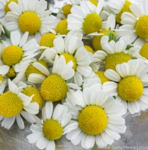How and When to Harvest Chamomile