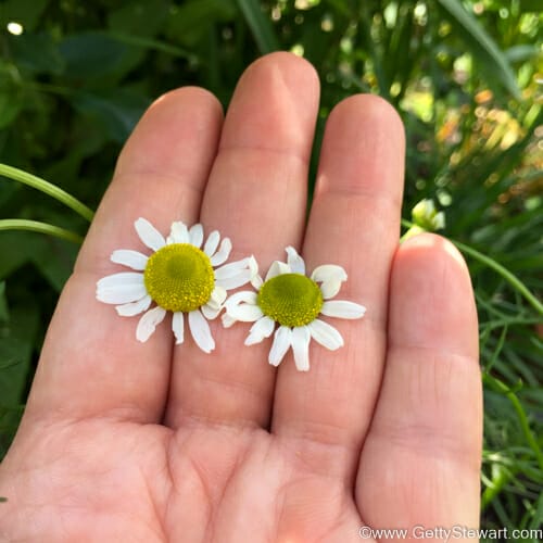 how to pick chamomile