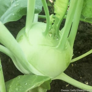 Kohlrabi – What is it, How to Harvest It and How to Use It