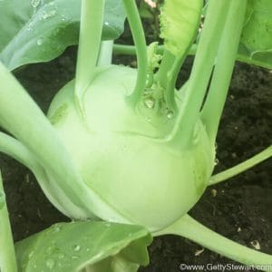 Kohlrabi – What is it, How to Harvest It and How to Use It