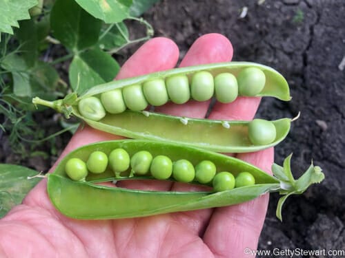 open pea shells freeze peas