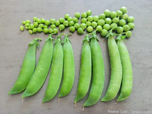 freeze peas from the garden