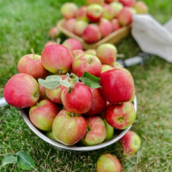 How to Slice Apples - Stem Blog