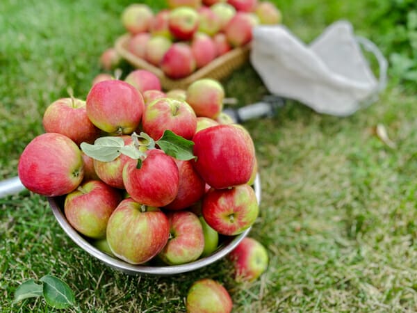 apples in bowl on lawn