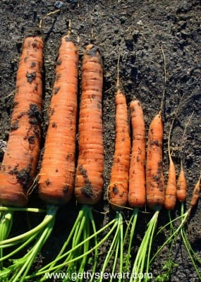 carrots of all sizes