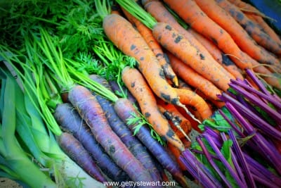 carrots purple and orange