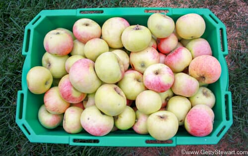 goodland apples