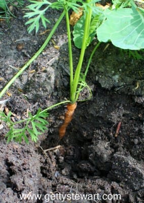 orange carrot in ground