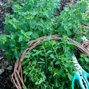 How to Cut and Dry Oregano
