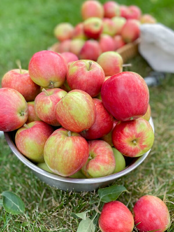 apples in bowl on grass