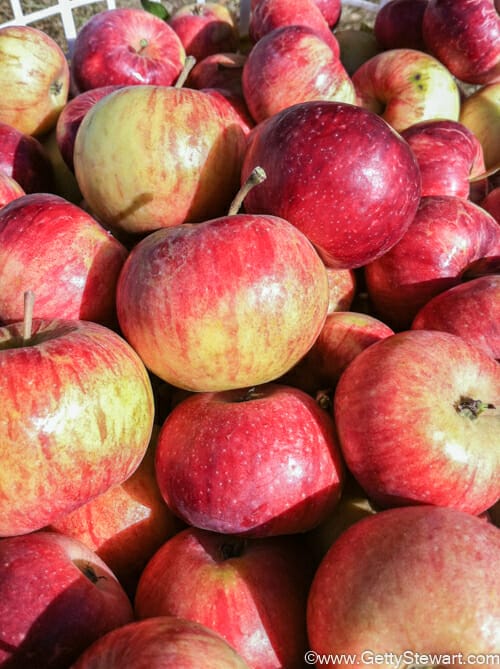 red fall apples