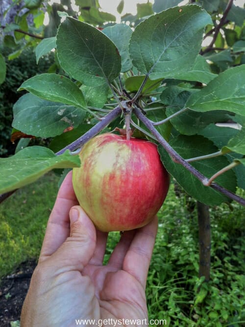 twist apple for ripeness