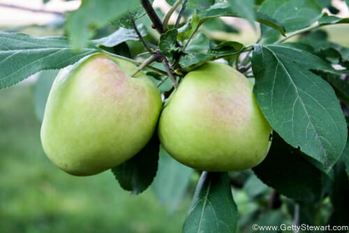 under ripe apples