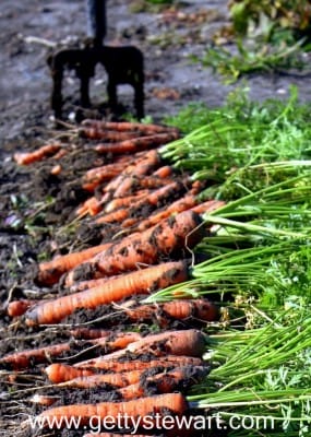 use fork to harvest carrots