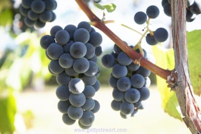 blue grapes - watermarked