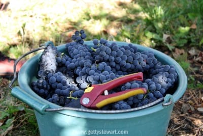 bucket of grapes - watermarked