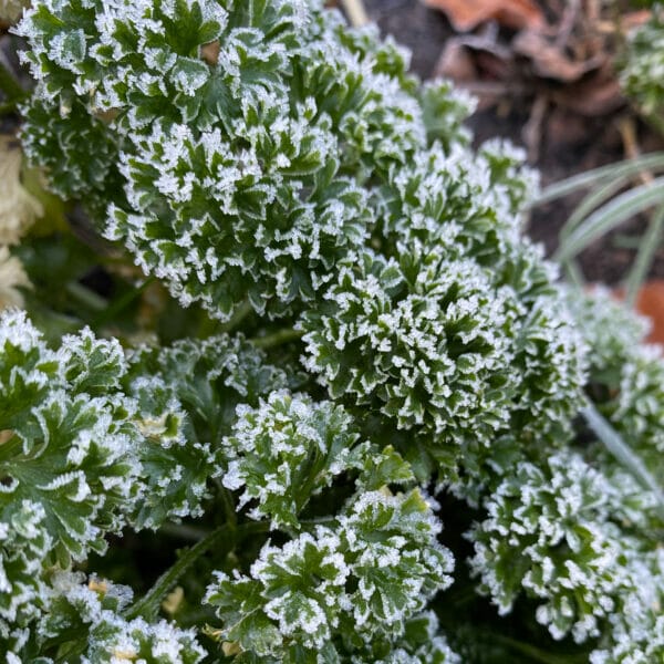 pretty frost on parsley