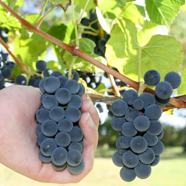 hand holding grape cluster on vine