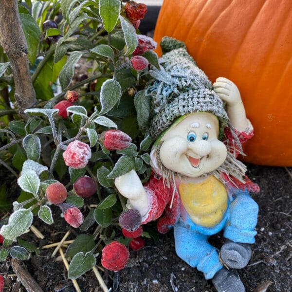 garden gnome next to frosty decorative peppers