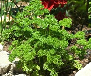 How to Harvest and Freeze Parsley