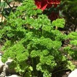 curly parsley growing