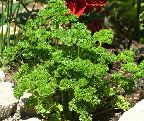 curly parsley growing