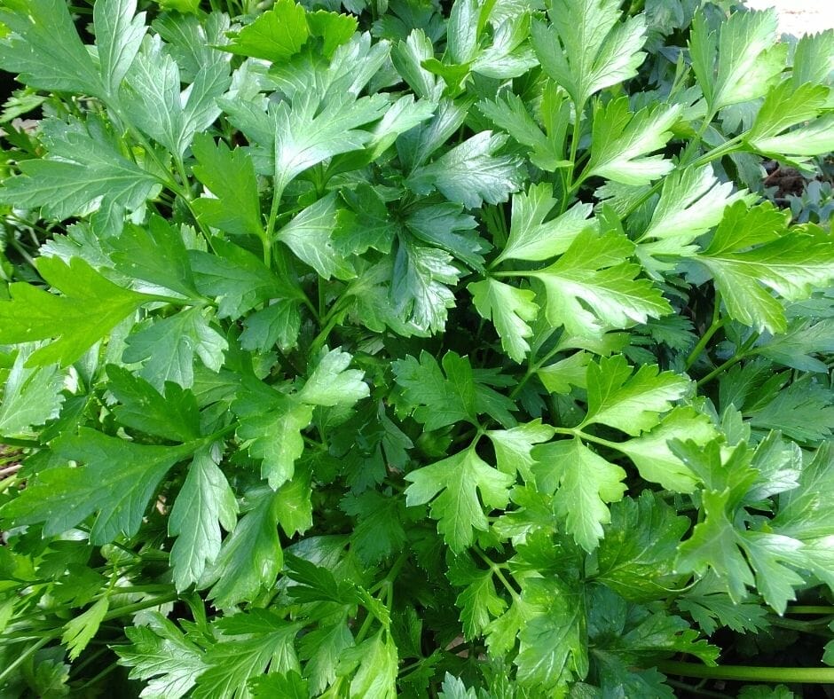 close up of flat leaf parsley