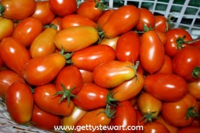 garden roma tomatoes in basket