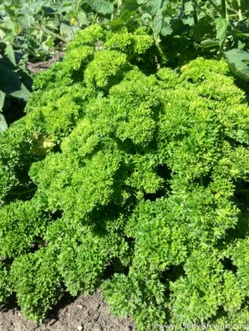harvest and freeze parsley