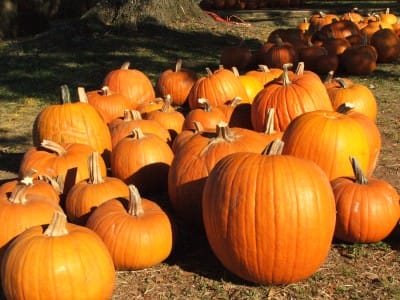 pumpkins galore