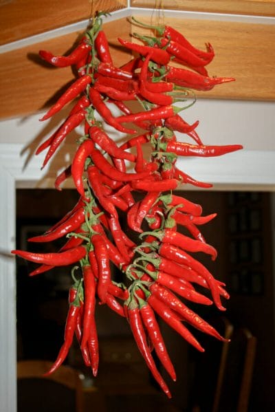 hanging cayenne peppers