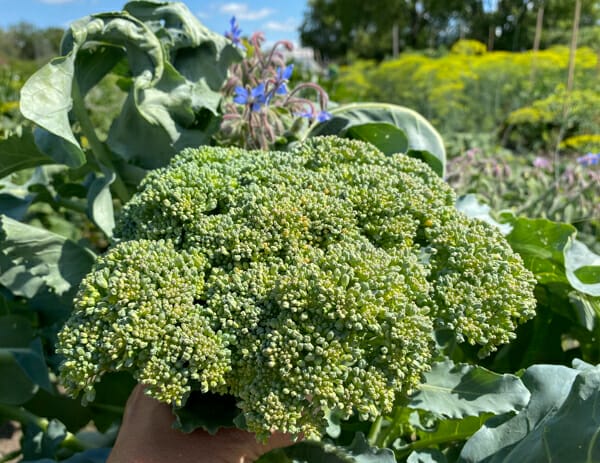 broccoli head in garden