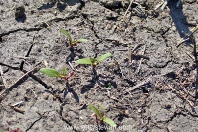 How to Plant Beets in the Garden - GettyStewart.com