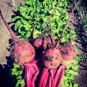 How to Plant Beets in the Garden