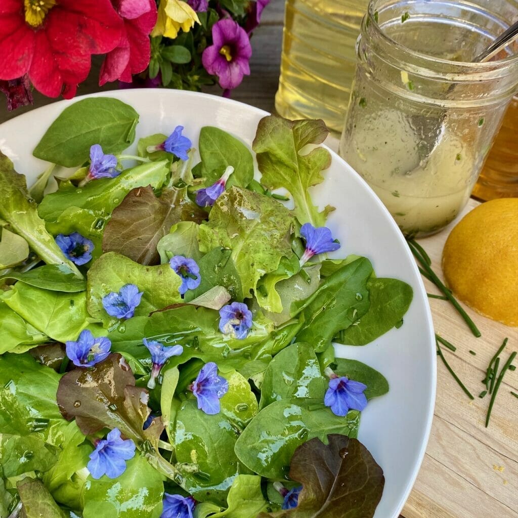 fresh salad greens with chive vinaigrette