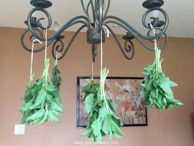 hanging nettle on chandelier - watermarked