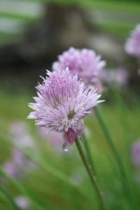 How to Prune Chives – Removing the Blossoms
