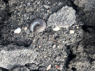 cutworm curled - watermarked