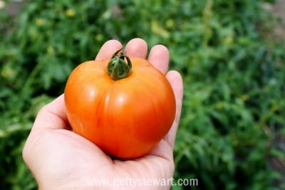 garden tomato - watermarked