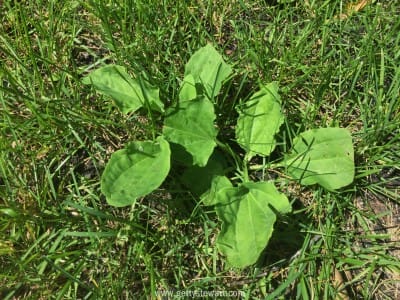 plantain in lawn w - watermarked