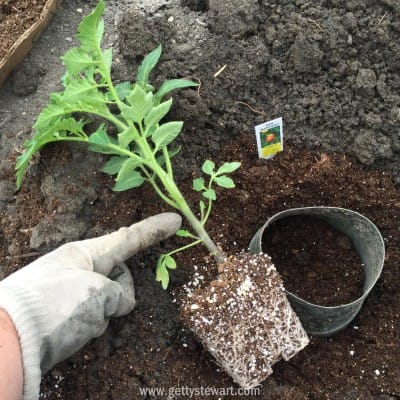 pointing to how deep tomatoes - watermarked
